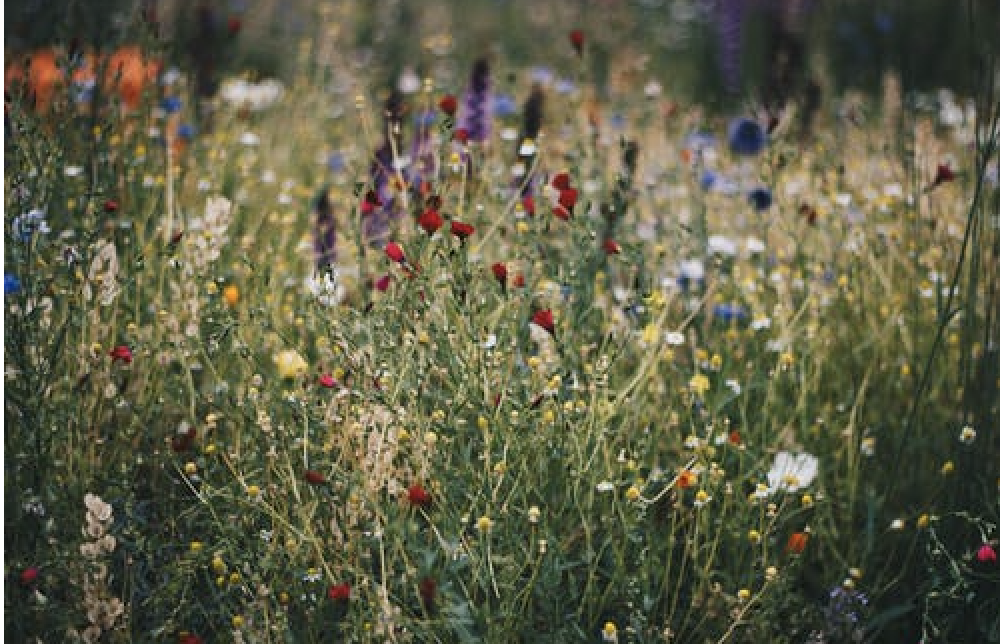 Natuurlijk of Biologisch, blog